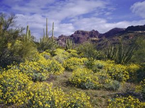 Spring Brittlebush blossoms carpet the desert below The Supertition Mountains in the Tonto National Forest near Phoenix Arizona great to hike while beating isolation