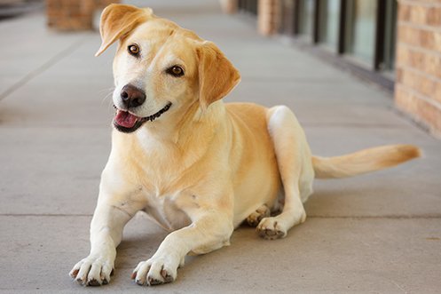 Yellow dog sitting down with happy expression an tongue slightly out from its mouth, head cocked to one side in comical expression, happy for its pet relocation